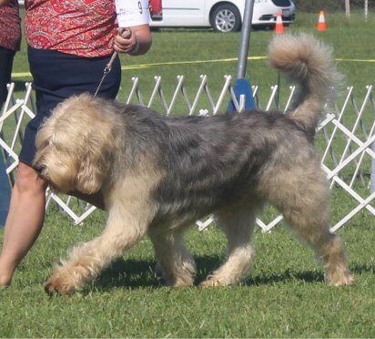 Picking an Otterhound Puppy
