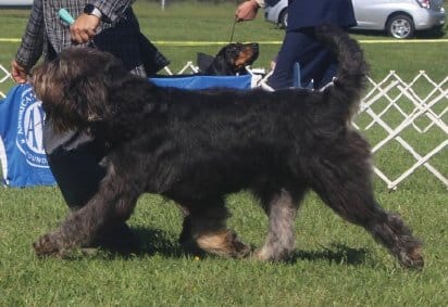 Picking an Otterhound Puppy