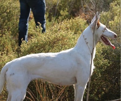 Purebred Ibizan Hound | Leaps of Knowledge