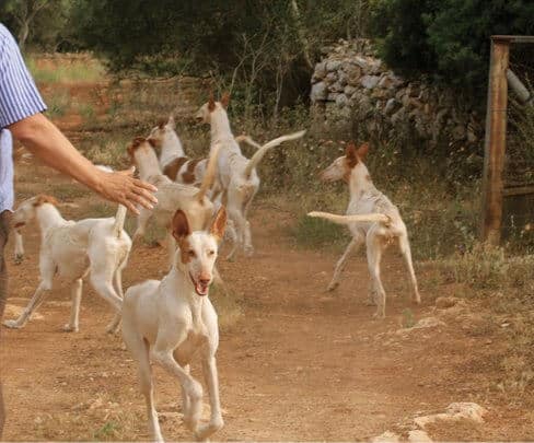 Purebred Ibizan Hound | Leaps of Knowledge