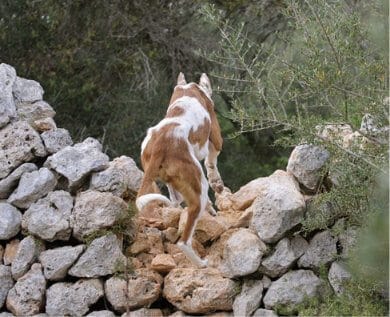 Purebred Ibizan Hound Purebred Ibizan Hound