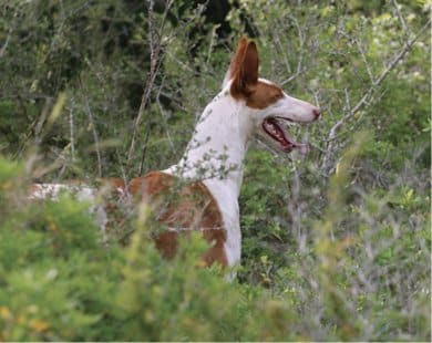 Purebred Ibizan Hound | Leaps of Knowledge