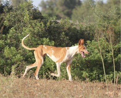 Purebred Ibizan Hound Purebred Ibizan Hound