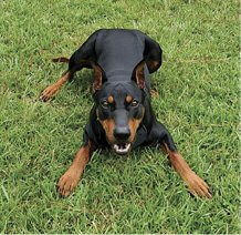 Purebred German Pinscher Purebred German Pinscher