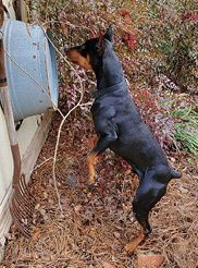 German Pinscher – A “Vivacious” Character