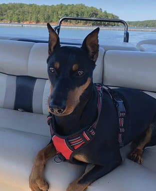 Purebred German Pinscher Purebred German Pinscher