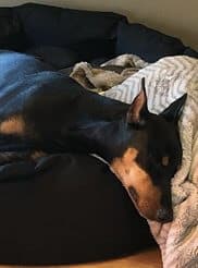 Purebred German Pinscher Purebred German Pinscher
