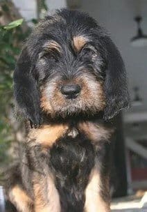 Picking an Otterhound Puppy
