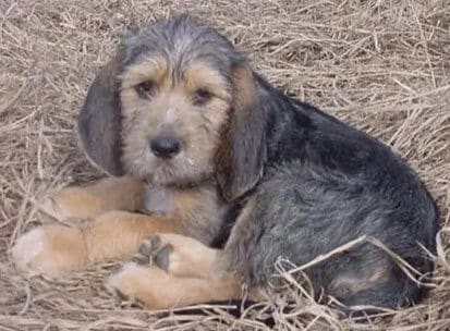 Picking Otterhound Puppy