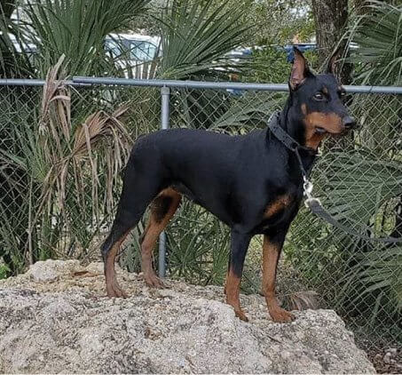 Purebred German Pinscher Purebred German Pinscher