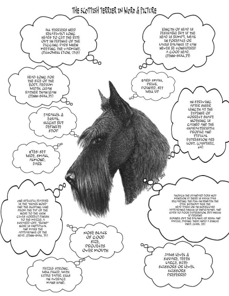 Purebred Scottish Terrier's Head Purebred Scottish Terrier's Head