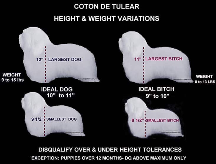 Purebred Coton de Tulear Purebred Coton de Tulear