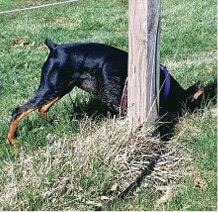 German Pinscher – A “Vivacious” Character