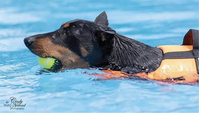 Purebred German Pinscher Purebred German Pinscher