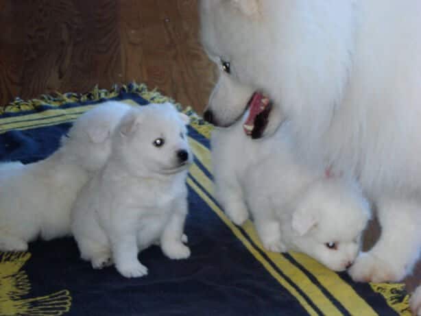 Purebred Puppies Purebred Puppies