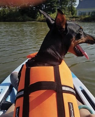 German Pinscher – A “Vivacious” Character