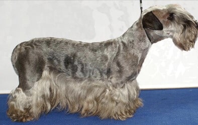 The Ideal Cesky Terrier