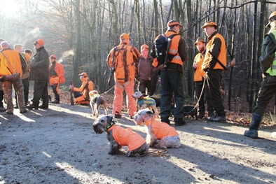 Ceskys Hunting in a Pack