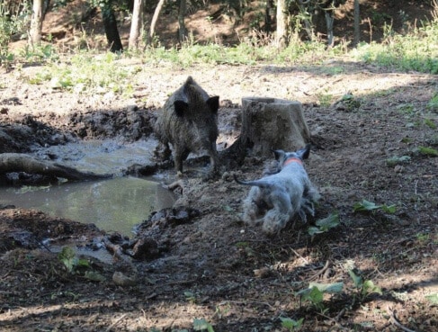 Cesky Running at a Wild Pig Cesky Running at a Wild Pig