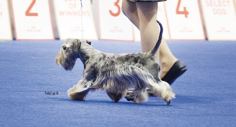 Cesky Gait