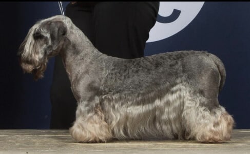 Side of Cesky Showing Coat