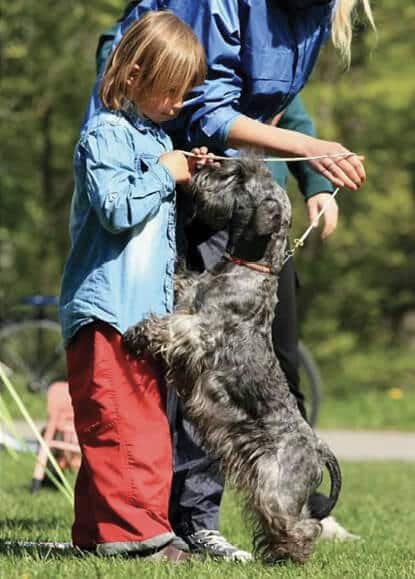 Purebred Cesky Terrier Purebred Cesky Terrier