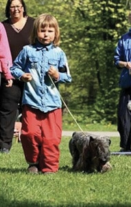 Purebred Cesky Terrier