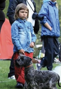 Purebred Cesky Terrier