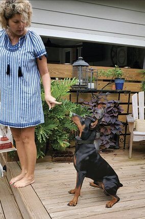 German Pinscher – A “Vivacious” Character