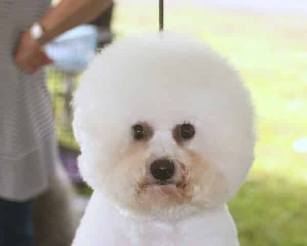 Judging the Bichon Frise
