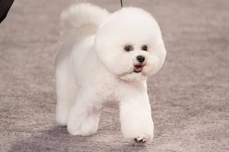 Judging the Bichon Frise Judging the Bichon Frise