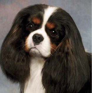 Cavalier King Charles Spaniel head photo