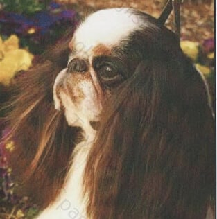 English Toy Spaniel English Toy Spaniel