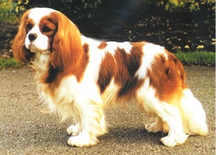Cavalier King Charles Spaniel body photo