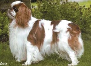 English Toy Spaniel English Toy Spaniel