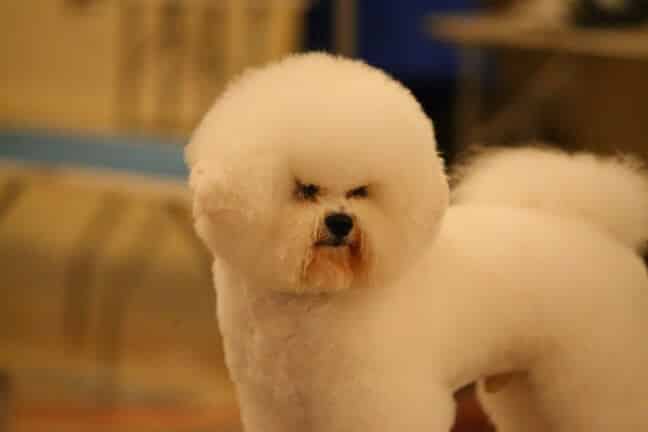 Judging the Bichon Frise Judging the Bichon Frise