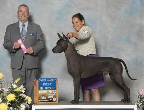 CH Zacahuil Del Rey, owned by Teresa Vila and Kevin Crosby. CH Zacahuil Del Rey, owned by Teresa Vila and Kevin Crosby.