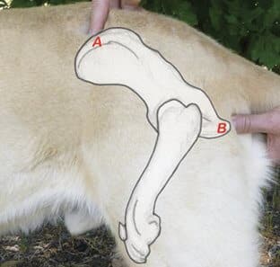 Measuring Proportions and Finding Landmarks - Figure 15.