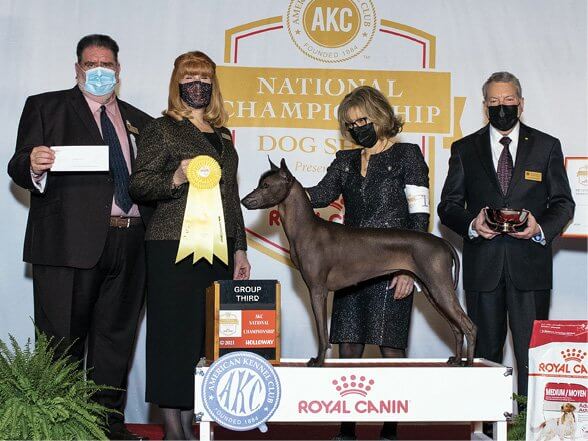 GCHB Sonadora Del Rey at Royal Canin GCHB Sonadora Del Rey at Royal Canin