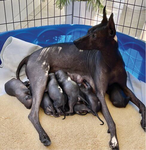 GCH Cazadora Del Rey with her pups GCH Cazadora Del Rey with her pups