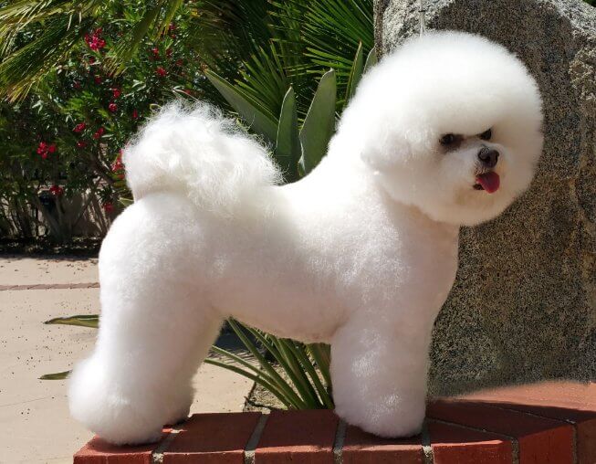 Bichon Frise Bichon Frise