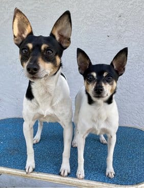 How is the Toy Fox Terrier Judged?