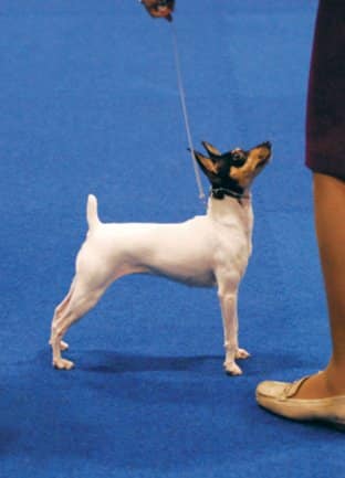 How is the Toy Fox Terrier Judged? How is the Toy Fox Terrier Judged?