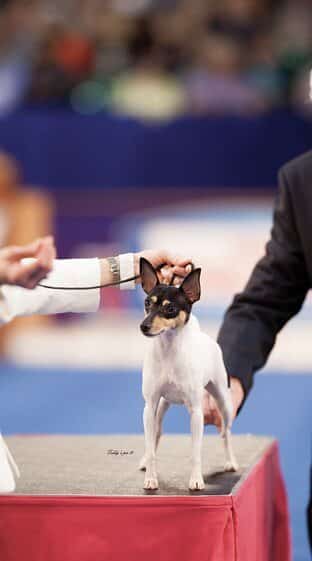 How is the Toy Fox Terrier Judged? How is the Toy Fox Terrier Judged?