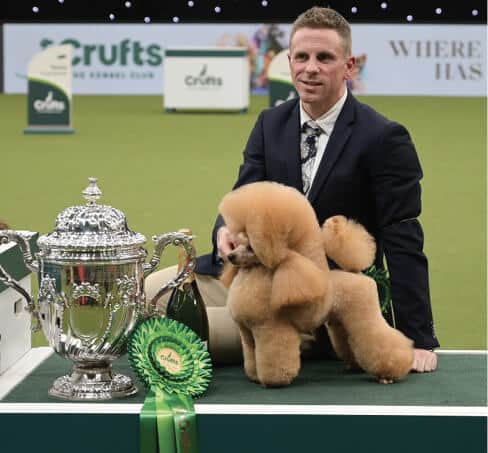 Reserve Best in Show: Ch. Afterglow Agent Orange, Poodle (Toy)