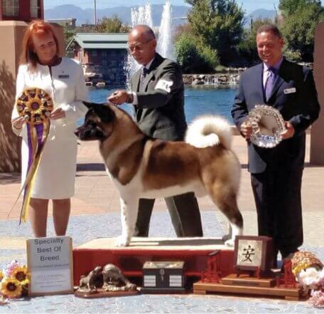 Judging the Akita Judging the Akita