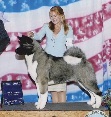 Judging the Akita – First Impressions