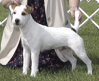 Judging the Parson Russell Terrier