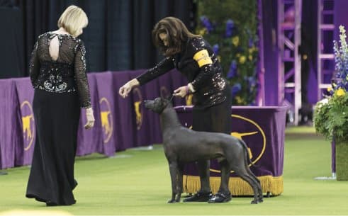 ‘Roxom’ competing in the Group at Westminster. ‘Roxom’ competing in the Group at Westminster.