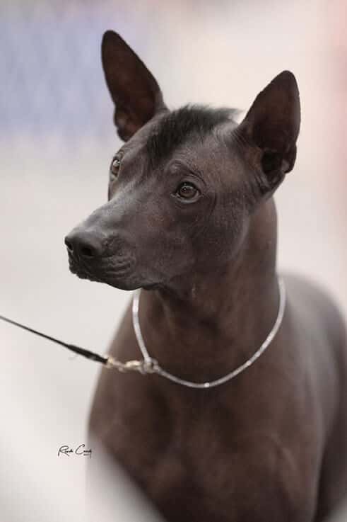 ‘Roxom’ Portrait ‘Roxom’ Portrait